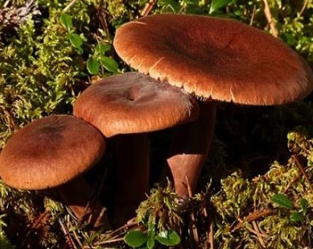 Rezept, wie man bittere Pilze zu Hause salzt