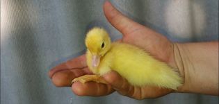 Was sind die Unterschiede zwischen Mulard und Indo-Weibchen und welche Rasse ist besser