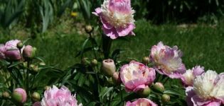 Caractéristiques et description des pivoines sorbet, plantation et entretien