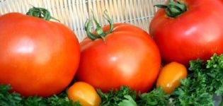 Beschreibung der fetthaltigen Tomatensorte, ihrer Pflanzung und Pflege