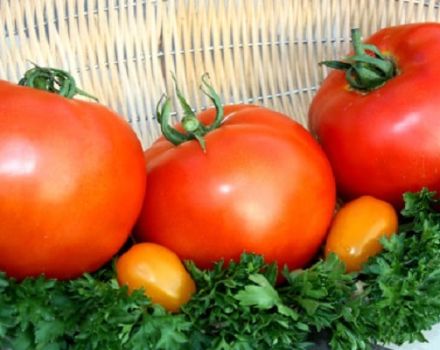 Beschreibung der fetthaltigen Tomatensorte, ihrer Pflanzung und Pflege