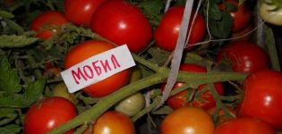 Eigenschaften und Beschreibung der Tomatensorte Mobil, deren Ertrag