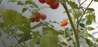 Anbau einer Vielzahl von Tomaten Pugovka, seine Eigenschaften und Beschreibung