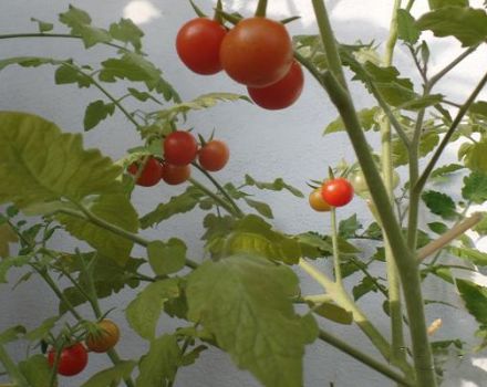 Anbau einer Vielzahl von Tomaten Pugovka, seine Eigenschaften und Beschreibung