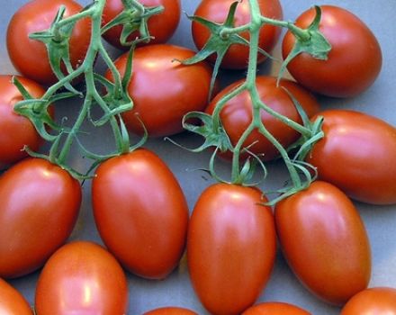 Caractéristiques et description de la variété de tomate Roma, son rendement