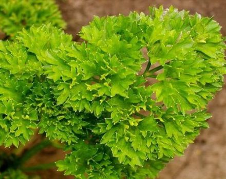 Types de maladies du persil dans le jardin, comment les traiter et que faire