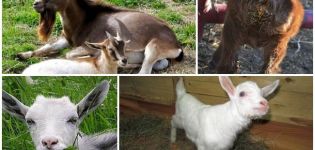 Causes possibles de diarrhée chez une chèvre, méthodes de traitement et méthodes de prévention