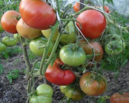 Eigenschaften und Beschreibung der Tomatensorte Champion EM, Ertrag