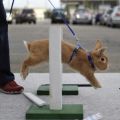 Comment s'entraîner et jouer avec un lapin, règles d'élevage à la maison