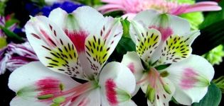 Beschreibung der 37 besten Sorten weißer Alstroemeria, Anbautechnologie
