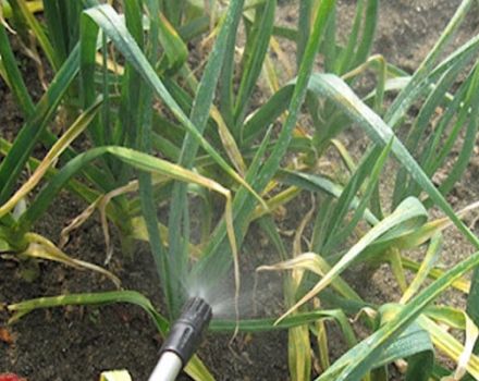 Wie verarbeitet und füttert man Knoblauch mit Ammoniak?