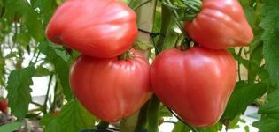 Characteristics and description of the tomato variety Raspberry Honey