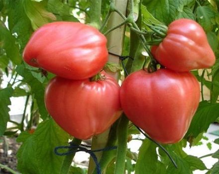 Eigenschaften und Beschreibung der Tomatensorte Himbeerhonig