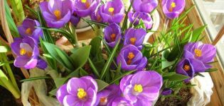 Comment faire pousser des crocus à la maison, les planter et les entretenir en pot