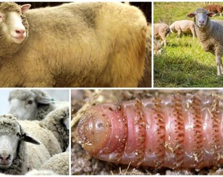 Description et symptômes de l'estrose ovine, parasitologie et méthodes de traitement