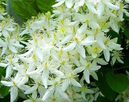 Caractéristiques de la plantation et de l'entretien des clématites brûlant en plein champ