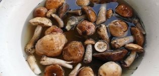 TOP 10 des recettes pour saler simplement les champignons à la maison, chauds et froids