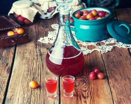 TOP 13 Schritt-für-Schritt-Rezepte für die Herstellung von Pflaumenwein zu Hause