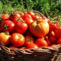 Examen des meilleures variétés de tomates pour la région de Vitebsk