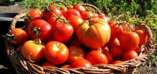 Examen des meilleures variétés de tomates pour la région de Vitebsk