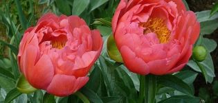 Description des 12 meilleures variétés de pivoines corail, règles de plantation et d'entretien