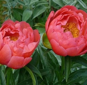 Description des 12 meilleures variétés de pivoines corail, règles de plantation et d'entretien