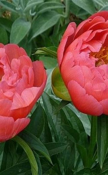 Description des 12 meilleures variétés de pivoines corail, règles de plantation et d'entretien