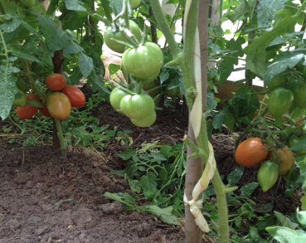 Description and characteristics of tomato varieties Kapia pink