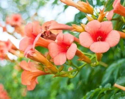 Anpflanzung und Pflege von Kampsis auf freiem Feld, Fortpflanzung und Anbau