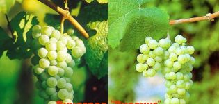 Description et histoire de l'élevage du raisin Riesling, les règles de sa culture