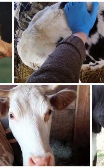 Causes et signes d'un abcès chez une vache, traitement et prévention du bétail