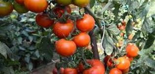 Beschreibung der Tomatensorte Japanischer Zwerg und Ertrag