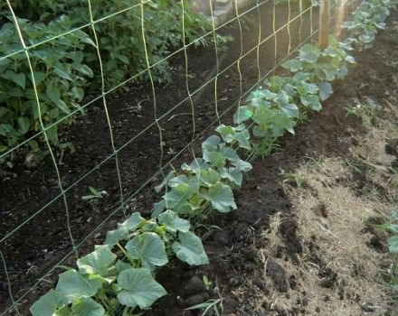 Cultiver des concombres dans des lits verticaux à faire soi-même