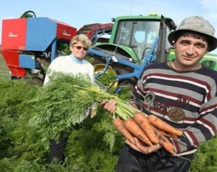 Quand retirer les carottes du jardin pour le stockage