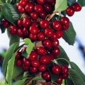 Description des variétés de cerises cylindriques, caractéristiques de leur plantation et de leurs soins, comment tailler
