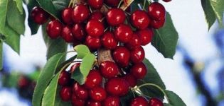 Description des variétés de cerises cylindriques, caractéristiques de leur plantation et de leurs soins, comment tailler