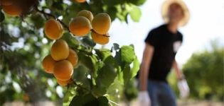 Culture, plantation et entretien des abricots dans la région de Moscou en plein champ et taille
