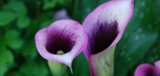 Zu Hause Calla-Lilien anbauen und pflegen, Krankheiten bekämpfen
