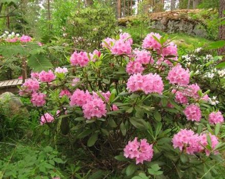 Beschreibung und Eigenschaften der Rhododendron-Universität der Sorte Helsinki, Pflanzung und Pflege