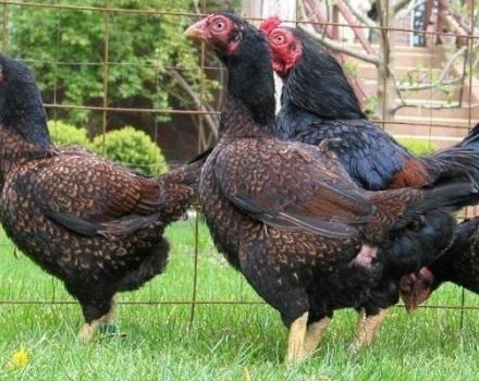 Description des 8 meilleures races de poulets de couleur, règles d'entretien et de nutrition