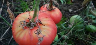 Caractéristiques et description de la variété de tomates Biysk rose et Biysk rosean