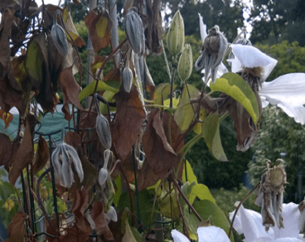 For what reasons clematis does not bloom and methods for solving the problem