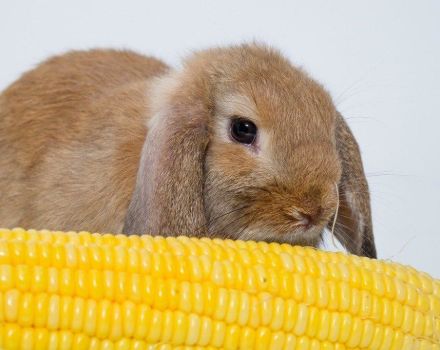 Welche Getreidemischung ist besser, um Kaninchen zu füttern und mit eigenen Händen zu kochen?