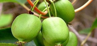 Description des variétés d'actinidia kolomikta, règles de plantation, d'entretien, de taille et de reproduction