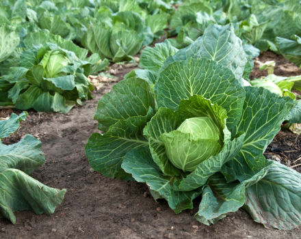 Que faire si le chou reste immobile et ne pousse pas, comment le nourrir