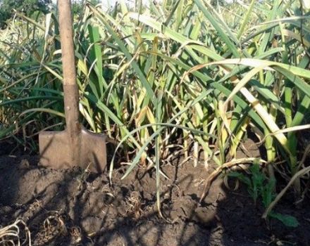 The correct timing when it is better to remove winter garlic from the garden for storage