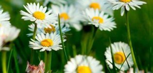 Description des espèces et variétés de camomille de jardin, plantation, culture et entretien