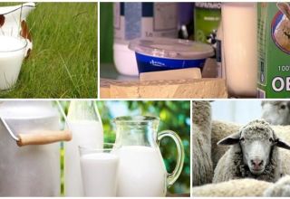 La composition et la teneur en calories du lait de brebis, ses avantages et ses inconvénients pour le corps