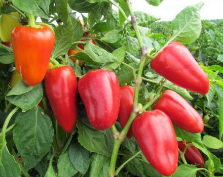 Anpflanzung, Anbautechnik und Pflege von Paprika auf freiem Feld