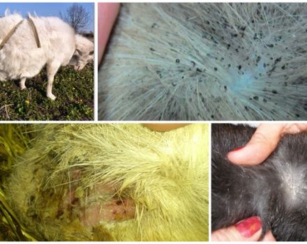 Que faire des pellicules de chèvre et leurs causes, traitement et prévention